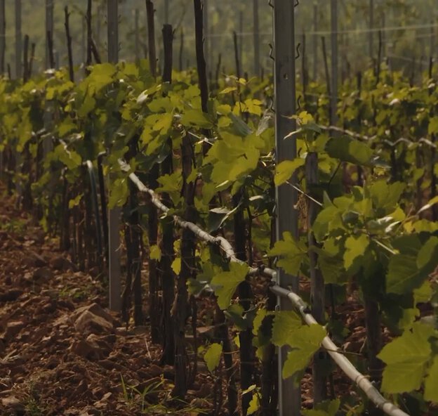Grover Zampa Vineyards
