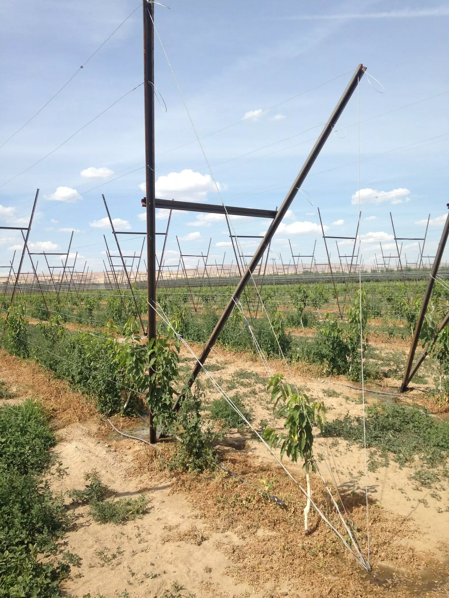Jones Farm, Zillah, WA