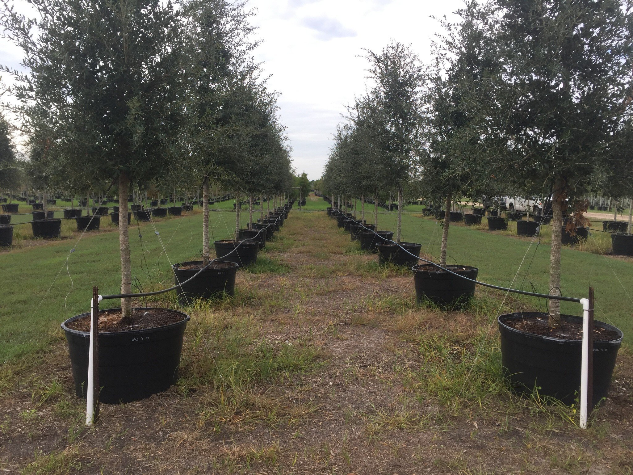 Tree Farm Bay City – Texas