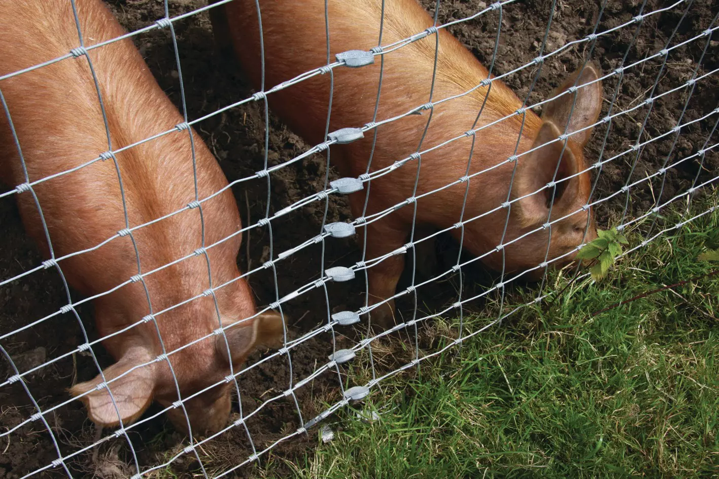 Prevents Removal by Livestock 