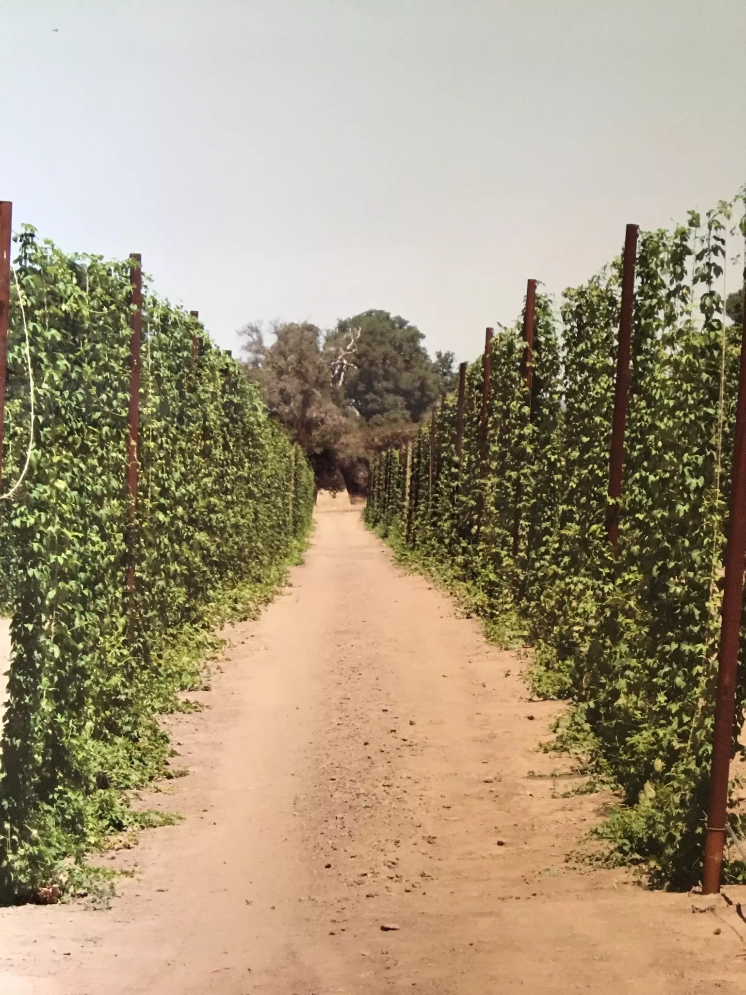 Star B Ranch and Hop Farm, Ramona, CA