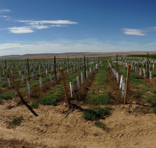 Al Fountain Vineyard