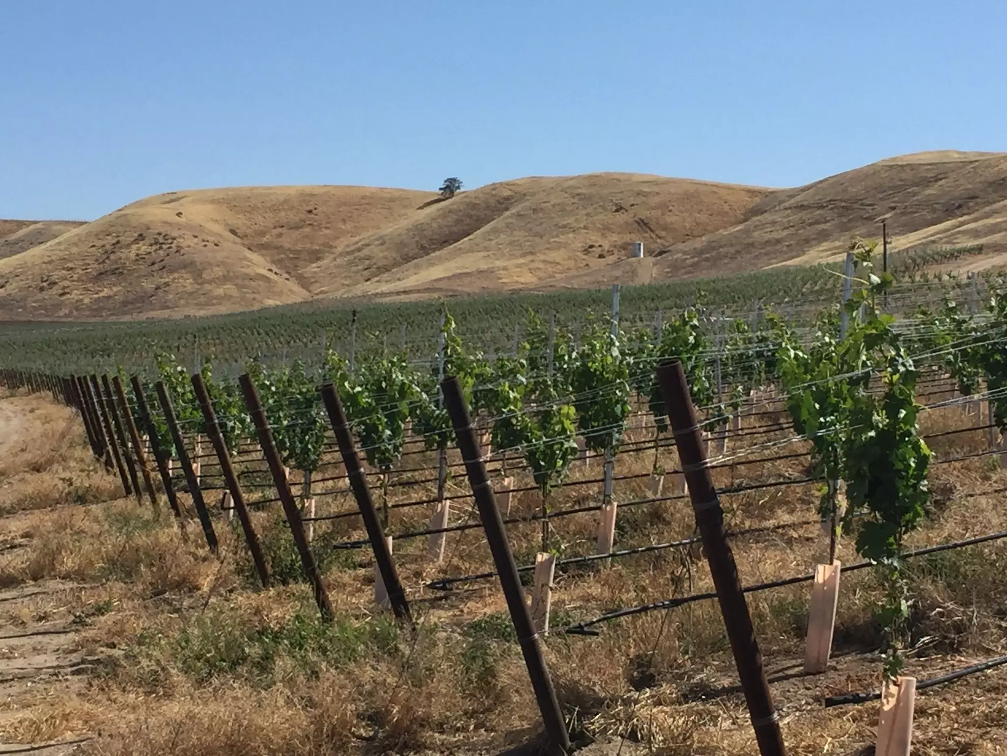 Mesa Vineyard, Shandon, CA