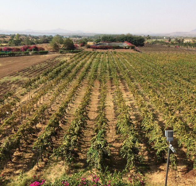 Sula Wine Vineyards, Nashik