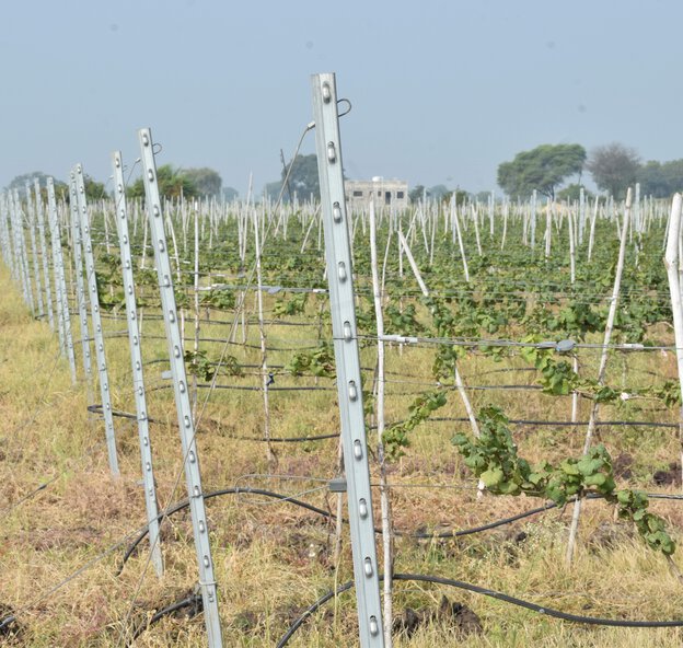 Reveilo, Vintage Winery, Nashik