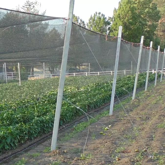 Bell Pepper Shade Structure, Logan, UT